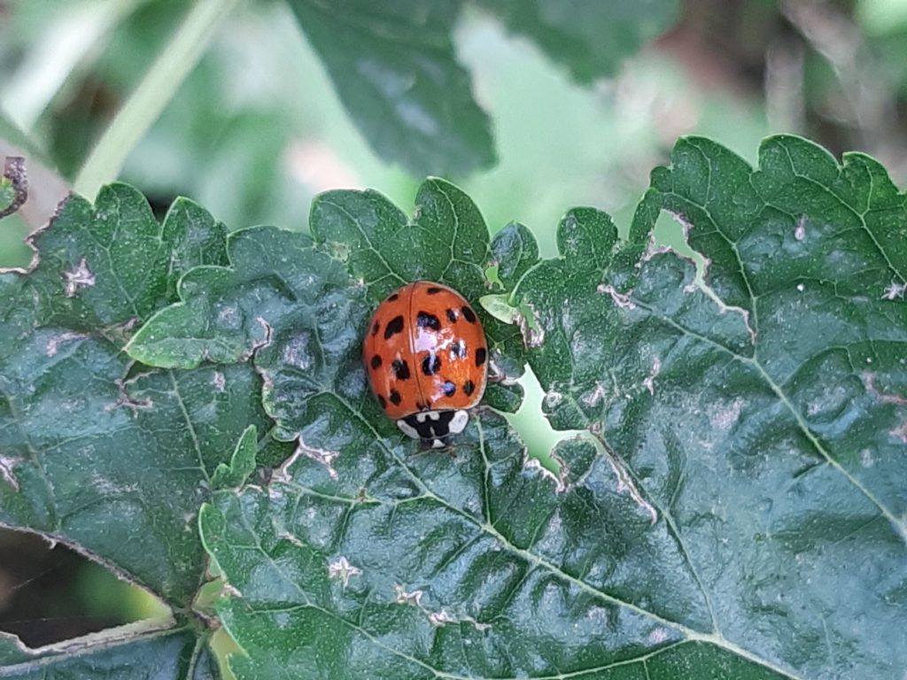 Coccinella che potrebbe entrare in casa (rassicurante :D)