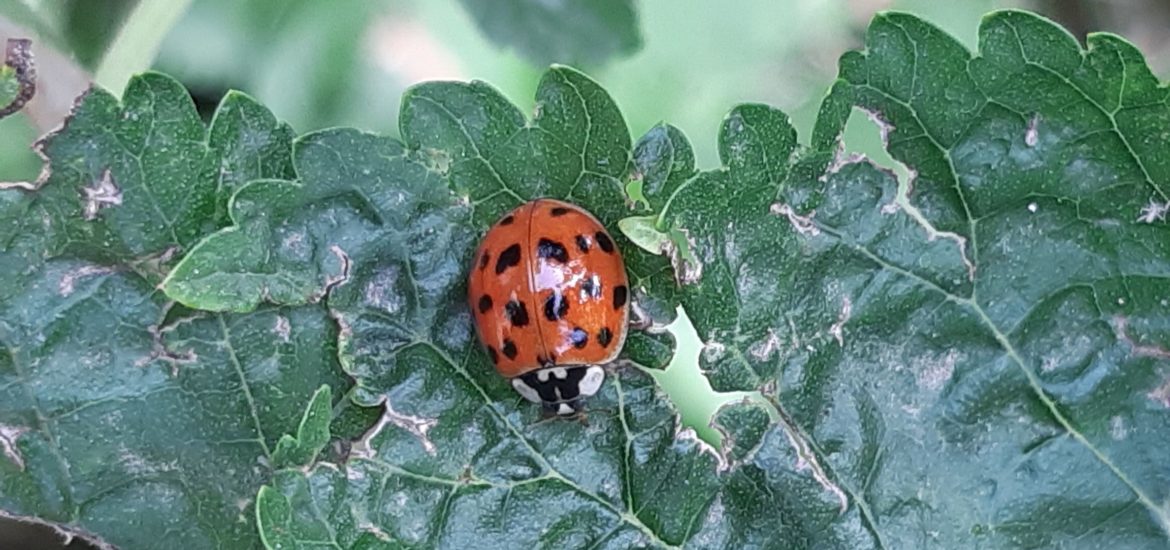 Coccinella che potrebbe entrare in casa (rassicurante :D)